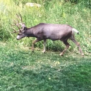 Meet your Posher, Robert